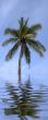 palm tree