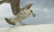seagull
