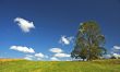 background of deep blue sky and tree in the field