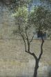 ancient wall and tree