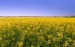 rape field