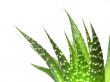 aloe vera leaves, detailed