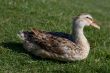 Wild duck