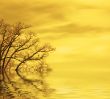 sunset background with tree silhouettes