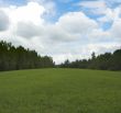 green grass and blue sky