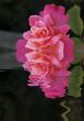 rose reflecting in the water
