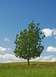 tree in a field