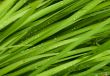 droplets on grass - shallow focus