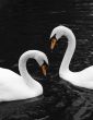 two swans