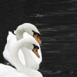 two swans