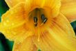 yellow flower