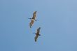 pelicans