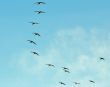 pelicans