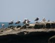 birds on the rock