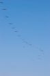 pelicans