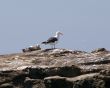birds on the rock