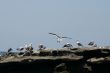 birds on the rock