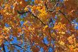autumn leaves background