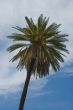 palmtree over blue skies