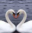 swans heart