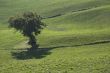 olive tree in a green field - typical tuscan landscape