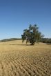 olive tree in a field - typical tuscan lanscape