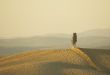 lonely cypress tree in hill - typical tuscan landscape