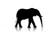 Black elephant silhouette,shape,vector,a nimals