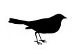 little bird black silhouette