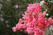 Crepe Myrtle