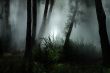 forest mist