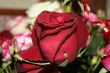 red rose