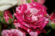 Striped purple rose