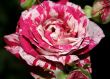 Striped purple rose