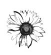 Sunflower sketch