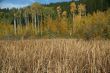 Field of reeds, Yellow aspens, poplar & spruce, autumn
