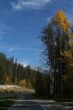 Yellow aspens & mountain road