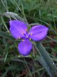 Spiderwort
