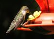 hummingbird