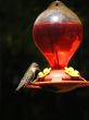 hummingbird