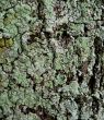 abstract texture - lichen covered bark