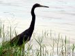 bird - egret