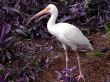 bird - white ibis