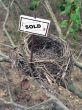 bird nest - real estate 6