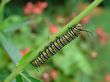 Monarch Caterpillar