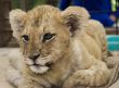 Lion Cub