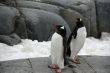 Pair of gentoo penguins