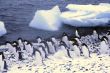 Flock of Adelie penguins