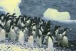 Confusion - startled penguins