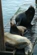 California sea lions on wharf